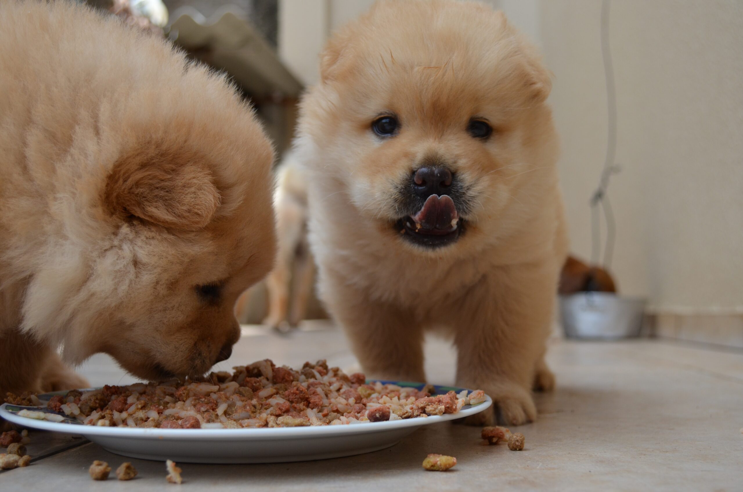 cibo per cani