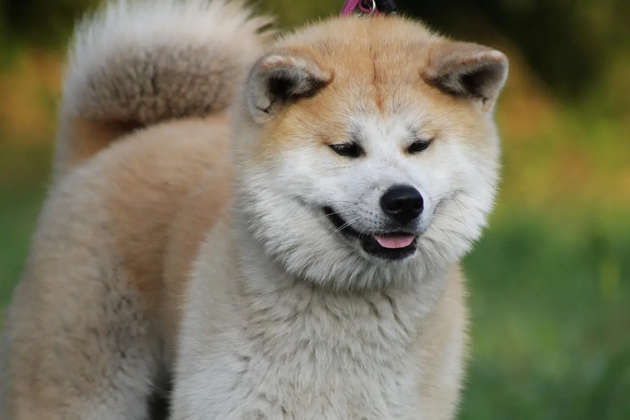 razza akita inu