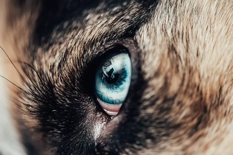 malattie oculari nei cani