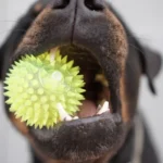pulire i denti al tuo cane