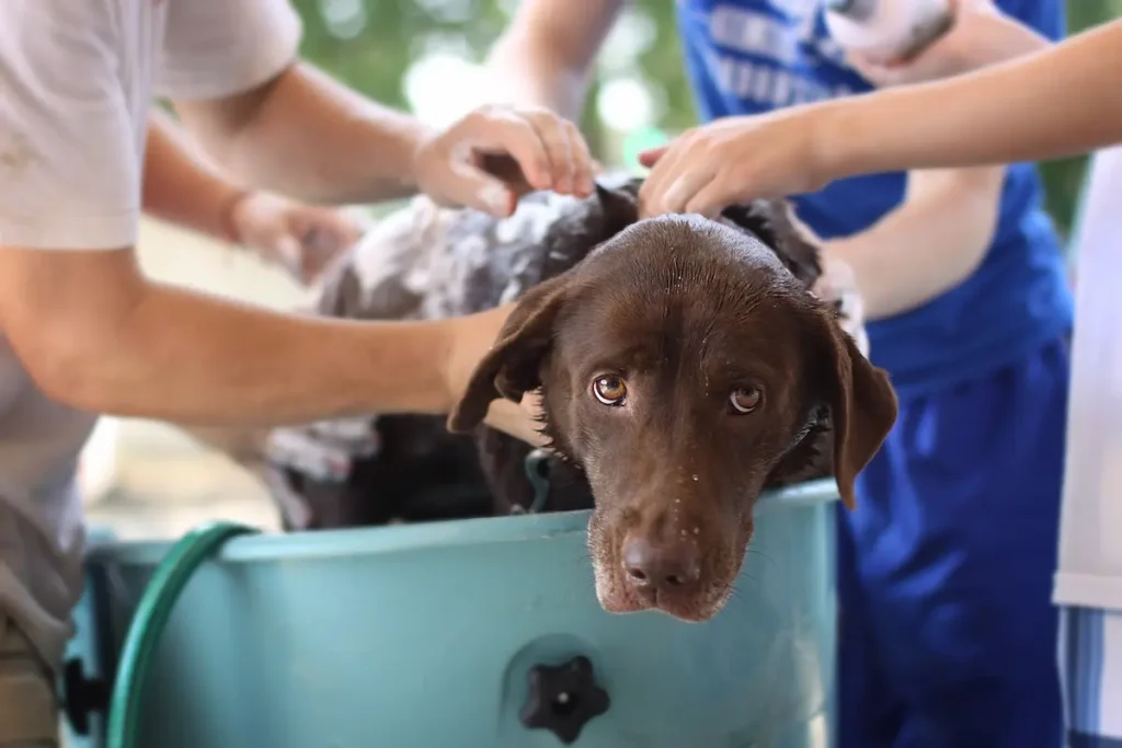 shampoo antiparassitario per cani