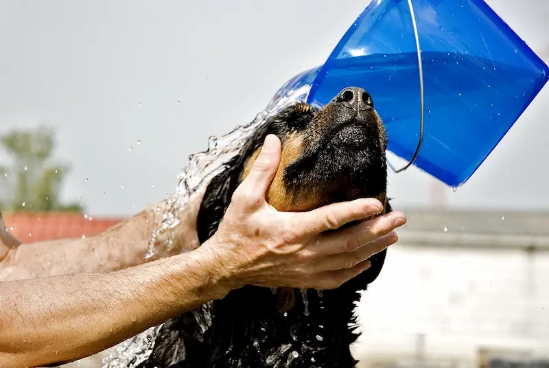 shampoo antiparassitario per cani